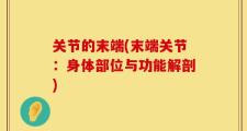 关节的末端(末端关节：身体部位与功能解剖)