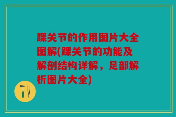 踝关节的作用图片大全图解(踝关节的功能及解剖结构详解，足部解析图片大全)