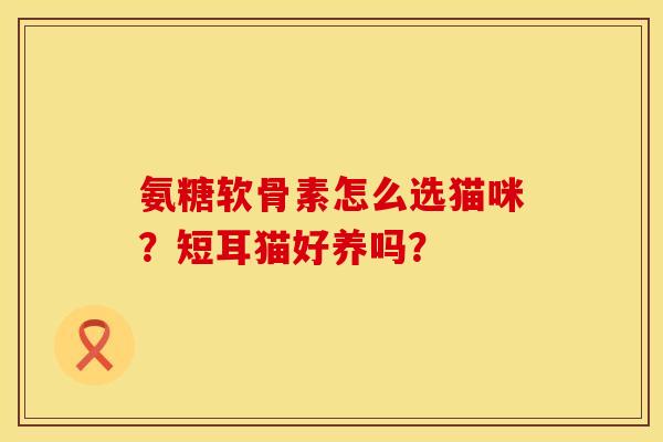 氨糖软骨素怎么选猫咪？短耳猫好养吗？
