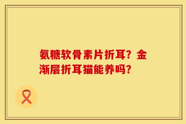 氨糖软骨素片折耳？金渐层折耳猫能养吗？