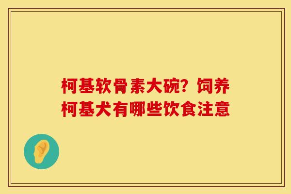 柯基软骨素大碗?饲养柯基犬有哪些饮食注意
