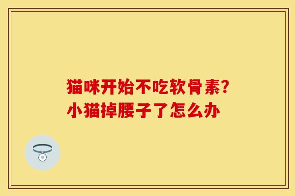 猫咪开始不吃软骨素？小猫掉腰子了怎么办