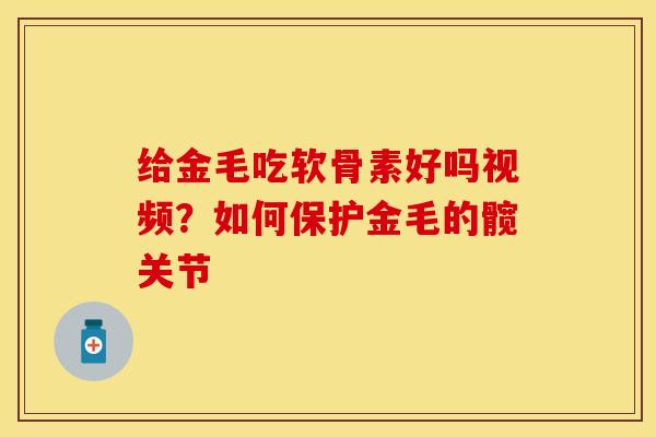 给金毛吃软骨素好吗视频？如何保护金毛的髋关节