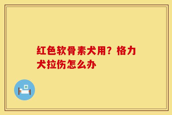 红色软骨素犬用？格力犬拉伤怎么办