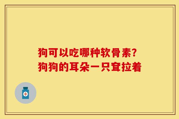 狗可以吃哪种软骨素？狗狗的耳朵一只耷拉着