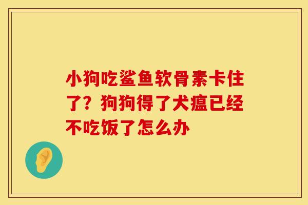 小狗吃鲨鱼软骨素卡住了？狗狗得了犬瘟已经不吃饭了怎么办