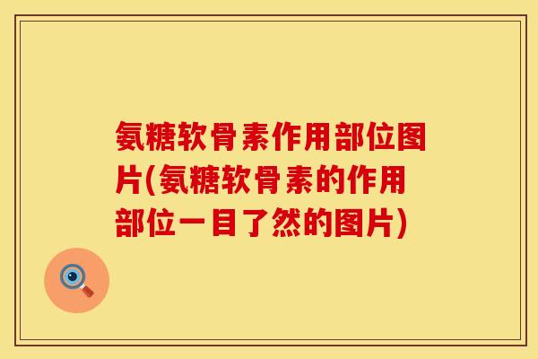 氨糖软骨素作用部位图片(氨糖软骨素的作用部位一目了然的图片)