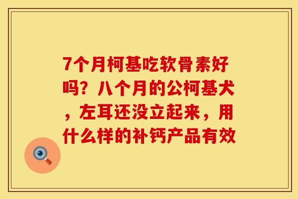 7个月柯基吃软骨素好吗？八个月的公柯基犬，左耳还没立起来，用什么样的补钙产品有效