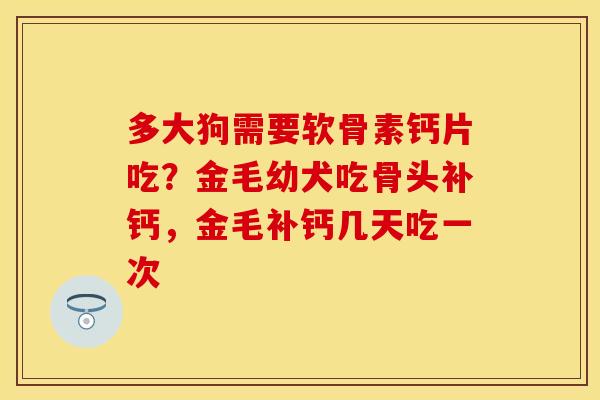 多大狗需要软骨素钙片吃？金毛幼犬吃骨头补钙，金毛补钙几天吃一次
