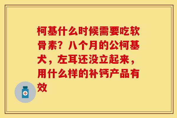 柯基什么时候需要吃软骨素？八个月的公柯基犬，左耳还没立起来，用什么样的补钙产品有效