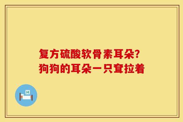 复方硫酸软骨素耳朵？狗狗的耳朵一只耷拉着