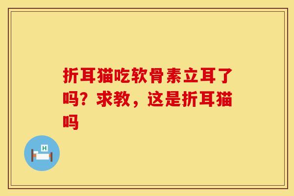折耳猫吃软骨素立耳了吗？求教，这是折耳猫吗