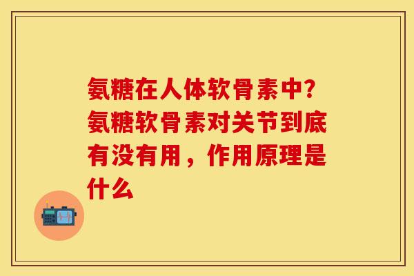 氨糖在人体软骨素中？氨糖软骨素对关节到底有没有用，作用原理是什么