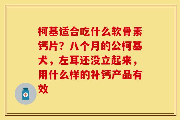 柯基适合吃什么软骨素钙片？八个月的公柯基犬，左耳还没立起来，用什么样的补钙产品有效