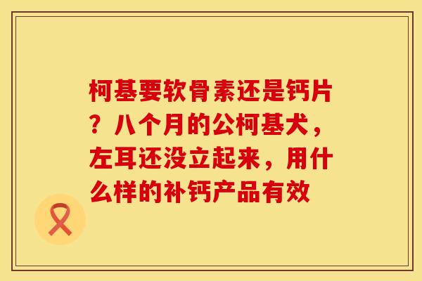 柯基要软骨素还是钙片？八个月的公柯基犬，左耳还没立起来，用什么样的补钙产品有效