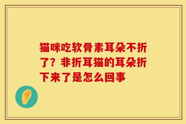猫咪吃软骨素耳朵不折了？非折耳猫的耳朵折下来了是怎么回事