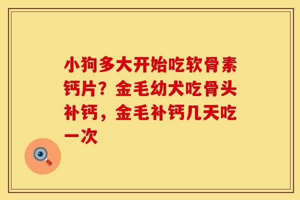 小狗多大开始吃软骨素钙片？金毛幼犬吃骨头补钙，金毛补钙几天吃一次