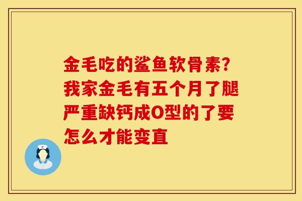 金毛吃的鲨鱼软骨素？我家金毛有五个月了腿严重缺钙成O型的了要怎么才能变直