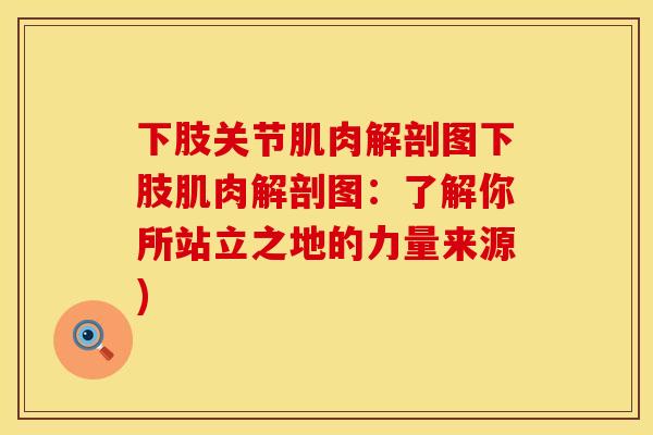 下肢关节肌肉解剖图下肢肌肉解剖图：了解你所站立之地的力量来源)
