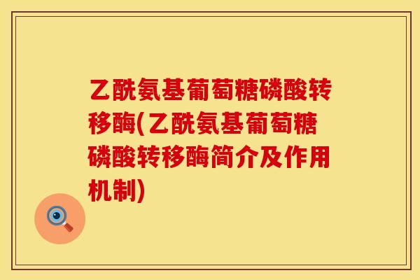 乙酰氨基葡萄糖磷酸转移酶(乙酰氨基葡萄糖磷酸转移酶简介及作用机制)