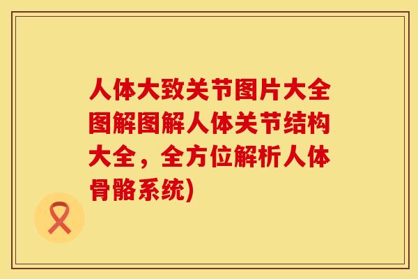 人体大致关节图片大全图解图解人体关节结构大全，全方位解析人体骨骼系统)