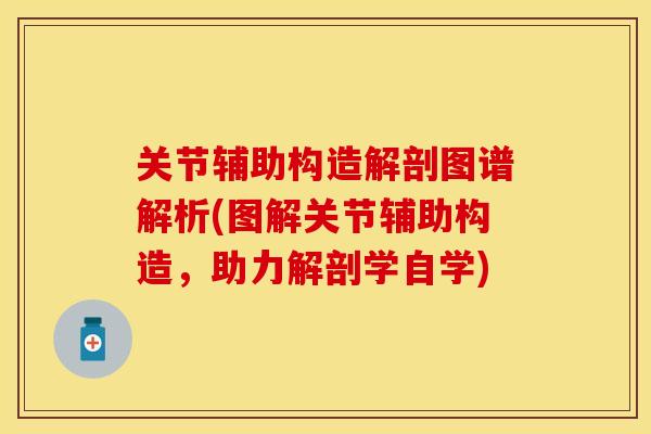 关节辅助构造解剖图谱解析(图解关节辅助构造，助力解剖学自学)