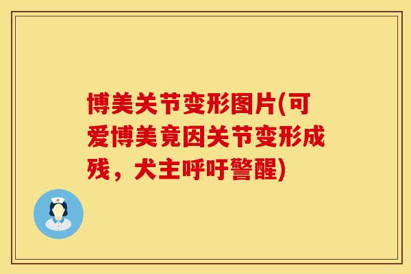 博美关节变形图片(可爱博美竟因关节变形成残，犬主呼吁警醒)