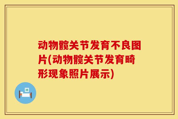 动物髋关节发育不良图片(动物髋关节发育畸形现象照片展示)