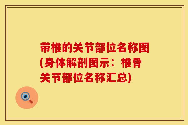 带椎的关节部位名称图(身体解剖图示:椎骨关节部位名称汇总) 带椎的关节部位名称图(身体解剖图示:椎骨关节部位名称汇总)