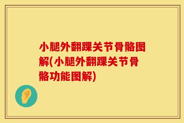 小腿外翻踝关节骨骼图解(小腿外翻踝关节骨骼功能图解)