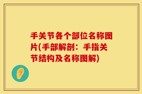 手关节各个部位名称图片(手部解剖：手指关节结构及名称图解)