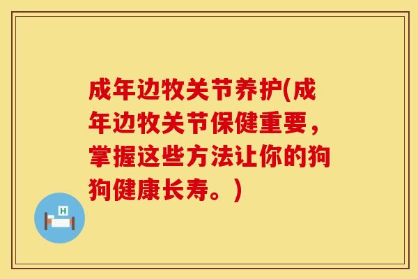 成年边牧关节养护(成年边牧关节保健重要，掌握这些方法让你的狗狗健康长寿。)