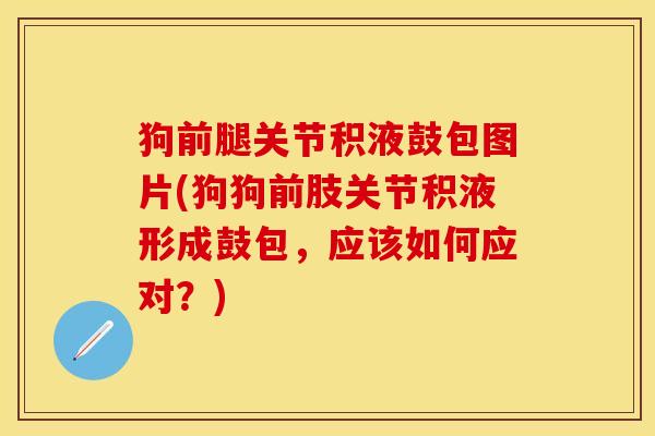 狗前腿关节积液鼓包图片(狗狗前肢关节积液形成鼓包,应该如何应对?) 狗前腿关节积液鼓包图片(狗狗前肢关节积液形成鼓包,应该如何应对?)