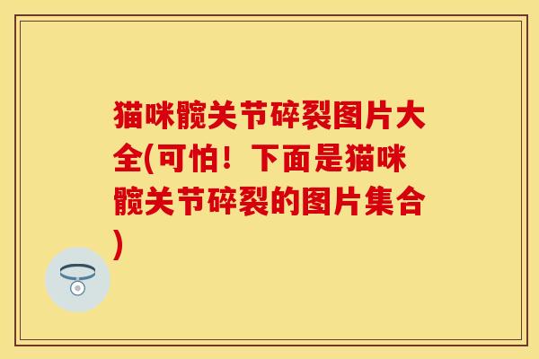 猫咪髋关节碎裂图片大全(可怕！下面是猫咪髋关节碎裂的图片集合)