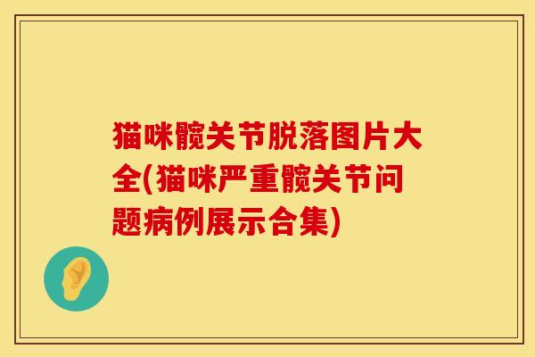 猫咪髋关节脱落图片大全(猫咪严重髋关节问题病例展示合集)