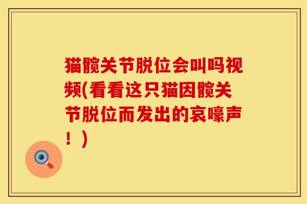 猫髋关节脱位会叫吗视频(看看这只猫因髋关节脱位而发出的哀嚎声！)