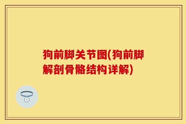 狗前脚关节图(狗前脚解剖骨骼结构详解)