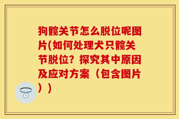 狗髋关节怎么脱位呢图片(如何处理犬只髋关节脱位？探究其中原因及应对方案（包含图片）)