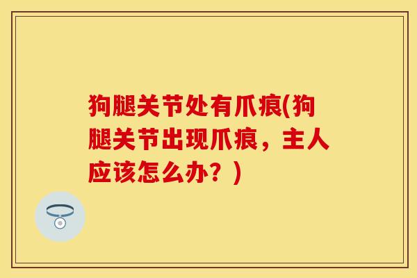 狗腿关节处有爪痕(狗腿关节出现爪痕，主人应该怎么办？)