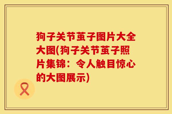 狗子关节茧子图片大全大图(狗子关节茧子照片集锦：令人触目惊心的大图展示)