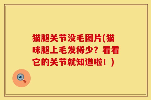 猫腿关节没毛图片(猫咪腿上毛发稀少？看看它的关节就知道啦！)
