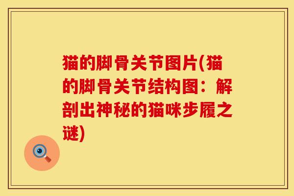 猫的脚骨关节图片(猫的脚骨关节结构图：解剖出神秘的猫咪步履之谜)