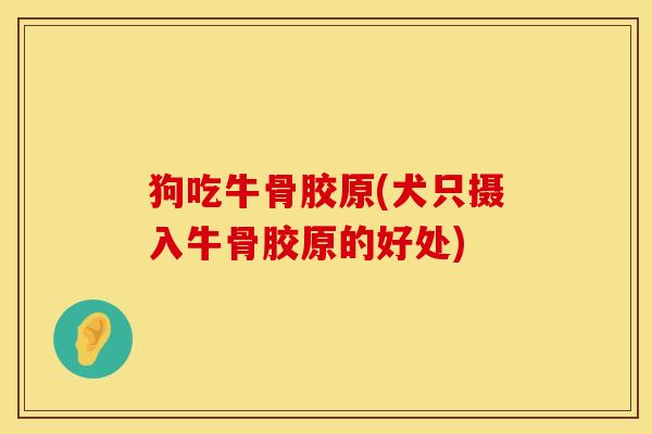 狗吃牛骨胶原(犬只摄入牛骨胶原的好处)