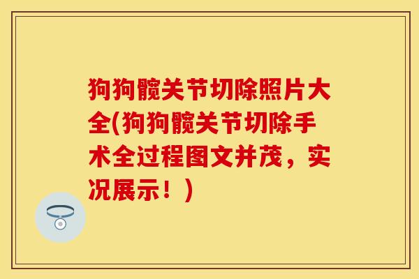 狗狗髋关节切除照片大全(狗狗髋关节切除手术全过程图文并茂，实况展示！)