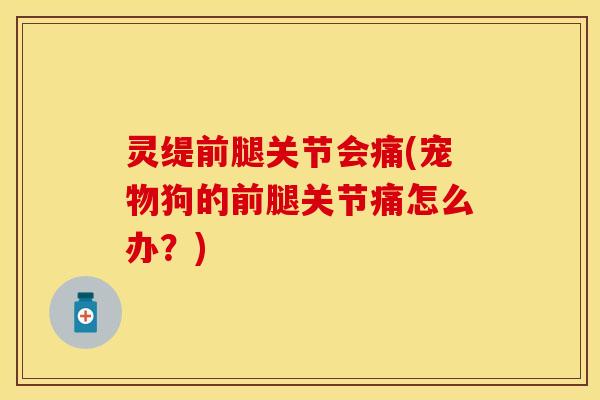 灵缇前腿关节会痛(宠物狗的前腿关节痛怎么办？)