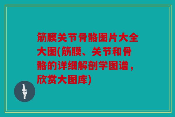 筋膜关节骨骼图片大全大图(筋膜、关节和骨骼的详细解剖学图谱，欣赏大图库)