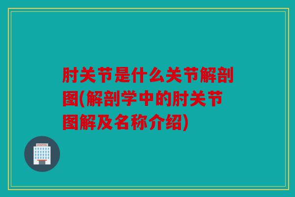 肘关节是什么关节解剖图(解剖学中的肘关节图解及名称介绍)