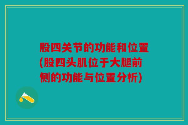 股四关节的功能和位置(股四头肌位于大腿前侧的功能与位置分析)