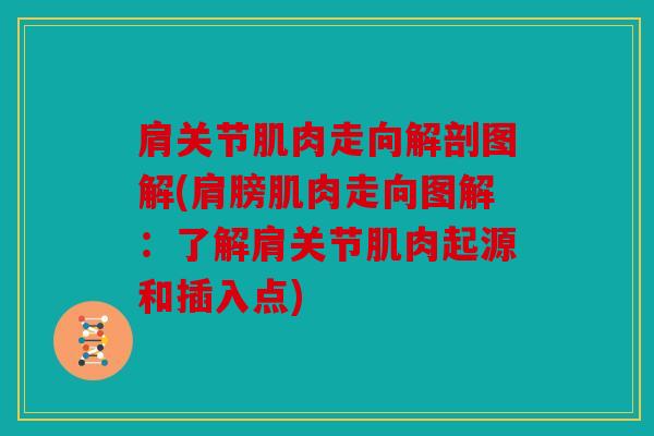 肩关节肌肉走向解剖图解(肩膀肌肉走向图解：了解肩关节肌肉起源和插入点)