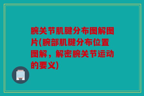 腕关节肌腱分布图解图片(腕部肌腱分布位置图解，解密腕关节运动的要义)